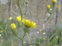 Crepis setosa 6, Borstelstreepzaad, Saxifraga-Rutger Barendse
