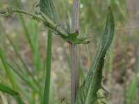 Crepis setosa 7, Borstelstreepzaad, Saxifraga-Rutger Barendse