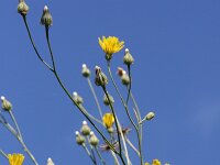 Crepis tectorum 10, Smal streepzaad, Saxifraga-Rutger Barendse
