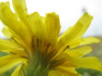 Crepis tectorum 2, Smal streepzaad, Saxifraga-Rutger Barendse