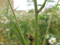 Crepis tectorum 3, Smal streepzaad, Saxifraga-Rutger Barendse