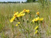 Crepis tectorum 4, Smal streepzaad, Saxifraga-Rutger Barendse