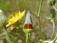 Crepis tectorum 5, Smal streepzaad, Saxifraga-Rutger Barendse