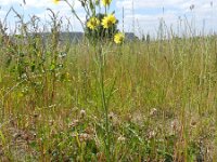 Crepis tectorum 7, Smal streepzaad, Saxifraga-Rutger Barendse