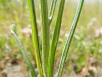 Crepis tectorum 8, Smal streepzaad, Saxifraga-Rutger Barendse