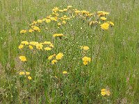 Crepis vesicaria 13, Paardenbloemstreepzaad, Saxifraga-Peter Meininger