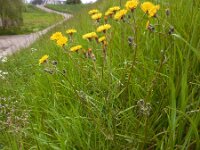 Crepis vesicaria 20, Paardenbloemstreepzaad, Saxifraga-Ed Stikvoort