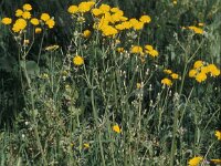 Crepis vesicaria, Beaked Hawks-beard