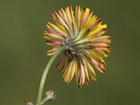 Crepis vesicaria ssp taraxacifolia 10, Paardenbloemstreepzaad, Saxifraga-Peter Meininger