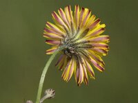 Crepis vesicaria ssp taraxacifolia 10, Saxifraga-Peter Meininger