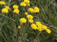 Crepis vesicaria ssp taraxacifolia 11, Paardenbloemstreepzaad, Saxifraga-Peter Meininger