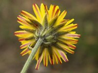 Crepis vesicaria ssp taraxacifolia 12, Paardenbloemstreepzaad, Saxifraga-Peter Meininger