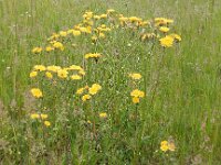 Crepis vesicaria ssp taraxacifolia 13, Paardenbloemstreepzaad, Saxifraga-Peter Meininger