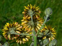 Crepis vesicaria ssp taraxacifolia 15, Paardenbloemstreepzaad, Saxifraga-Ed Stikvoort