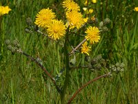 Crepis vesicaria ssp taraxacifolia 16, Paardenbloemstreepzaad, Saxifraga-Ed Stikvoort
