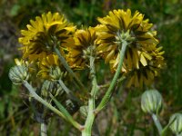 Crepis vesicaria ssp taraxacifolia 17, Paardenbloemstreepzaad, Saxifraga-Ed Stikvoort