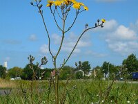 Crepis vesicaria ssp taraxacifolia 18, Paardenbloemstreepzaad, Saxifraga-Ed Stikvoort