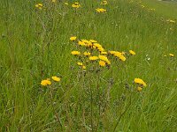 Crepis vesicaria ssp taraxacifolia 19, Paardenbloemstreepzaad, Saxifraga-Ed Stikvoort