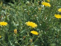 Crepis vesicaria ssp taraxacifolia 2, Paardenbloemstreepzaad, Saxifraga-Jan van der Straaten
