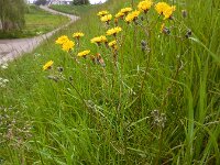 Crepis vesicaria ssp taraxacifolia 20, Paardenbloemstreepzaad, Saxifraga-Ed Stikvoort
