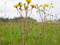 Crepis vesicaria ssp taraxacifolia 23, Paardenbloemstreepzaad, Saxifraga-Ed Stikvoort