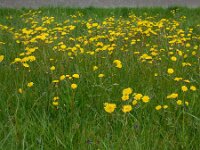 Crepis vesicaria ssp taraxacifolia 24 Paardenbloemstreepzaad, Saxifraga-Ed Stikvoort