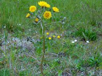 Crepis vesicaria ssp taraxacifolia 25, Paardenbloemstreepzaad, Saxifraga-Ed Stikvoort
