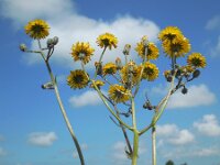 Crepis vesicaria ssp taraxacifolia 26, Paardenbloemstreepzaad, Saxifraga-Ed Stikvoort