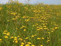 Crepis vesicaria ssp taraxacifolia 27, Paardenbloemstreepzaad, Saxifraga-Ed Stikvoort