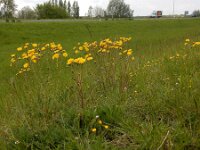 Crepis vesicaria ssp taraxacifolia 28, Paardenbloemstreepzaad, Saxifraga-Peter Meininger
