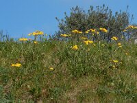 Crepis vesicaria ssp taraxacifolia 29, Paardenbloemstreepzaad, Saxifraga-Peter Meininger