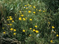 Crepis vesicaria ssp taraxacifolia 3, Paardenbloemstreepzaad, Saxifraga-Jan van der Straaten