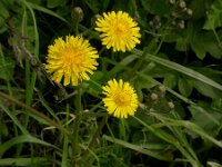 Crepis vesicaria ssp taraxacifolia 35, Paardenbloemstreepzaad, Saxifraga-Peter Meininger