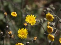 Crepis vesicaria ssp taraxacifolia 36, Paardenbloemstreepzaad, Saxifraga-Peter Meininger