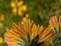 Crepis vesicaria ssp taraxacifolia 4, Paardenbloemstreepzaad, Saxifraga-Peter Meininger