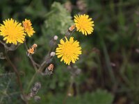 Crepis vesicaria ssp taraxacifolia 5, Saxifraga-Peter Meininger