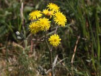 Crepis vesicaria ssp taraxacifolia 6, Paardenbloemstreepzaad, Saxifraga-Peter Meininger