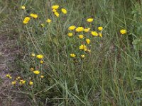 Crepis vesicaria ssp taraxacifolia 8, Paardenbloemstreepzaad, Saxifraga-Peter Meininger