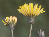 Crepis vesicaria ssp taraxacifolia 9, Paardenbloemstreepzaad, Saxifraga-Peter Meininger