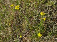 Crinitaria linosyris 2, Saxifraga-Hans Grotenhuis