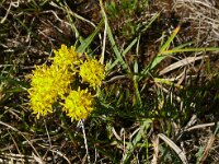 Crinitaria linosyris 3, Saxifraga-Hans Grotenhuis
