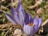 Crocus cancellatus 4, Saxifraga-Harry Jans
