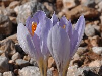 Crocus cancellatus 5, Saxifraga-Harry Jans