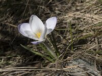 Crocus carpetanus