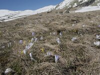 Crocus carpetanus 10, Saxifraga-Willem van Kruijsbergen