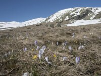 Crocus carpetanus 11, Saxifraga-Willem van Kruijsbergen