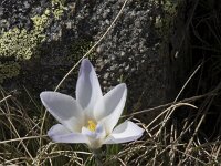 Crocus carpetanus 12, Saxifraga-Willem van Kruijsbergen
