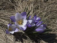 Crocus carpetanus 13, Saxifraga-Willem van Kruijsbergen