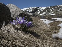 Crocus carpetanus 14, Saxifraga-Willem van Kruijsbergen