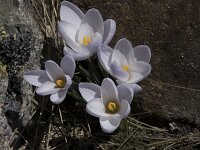 Crocus carpetanus 15, Saxifraga-Willem van Kruijsbergen